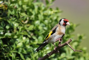 bird-162843