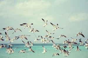 seagulls-815304