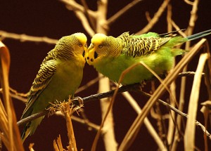 animals-853809_1920